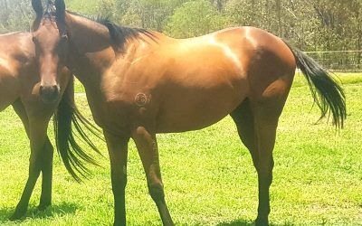 SHARES AVAILABLE – ZOUSAIN/BID’N’BARE FILLY  – 2YO