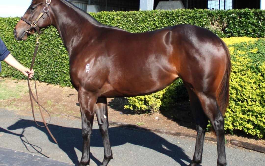 Dracarys – Ahika Filly 2023