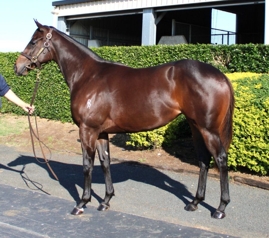Dracarys – Ahika Filly 2023