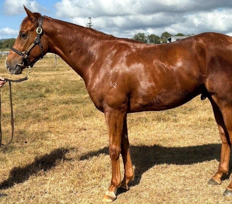Rich Enuff – Rose In Bloom Colt 2023