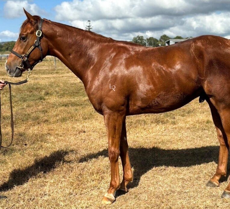 Rich Enuff – Rose In Bloom Colt 2023