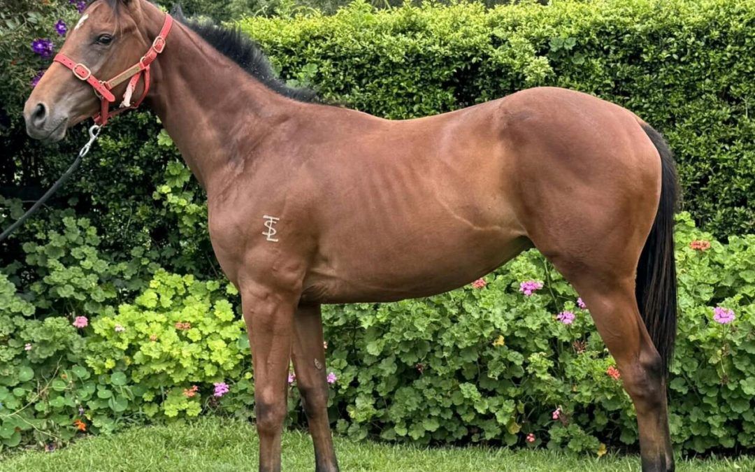 Russian Camelot – Magic Zefta Colt 2024