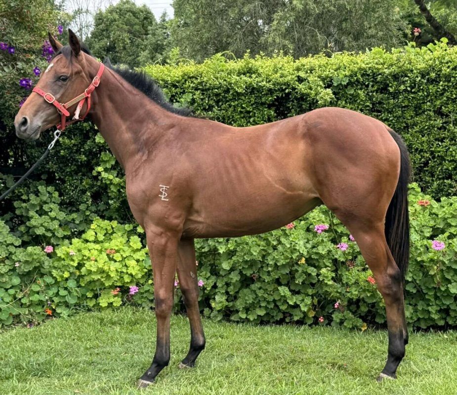 Russian Camelot – Magic Zefta Colt 2024