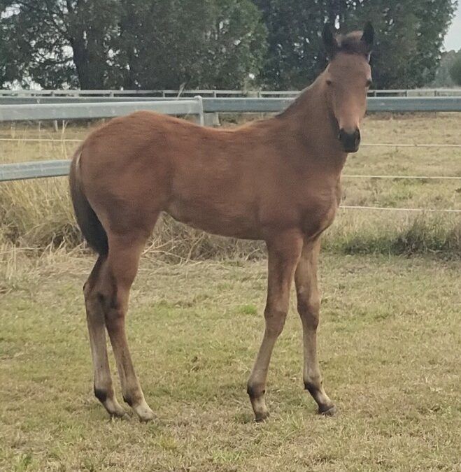 Dracarys – Ahika filly 2025