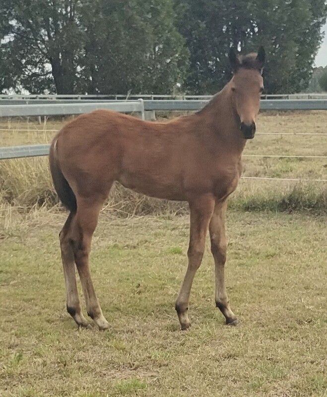 Dracarys – Ahika filly 2025