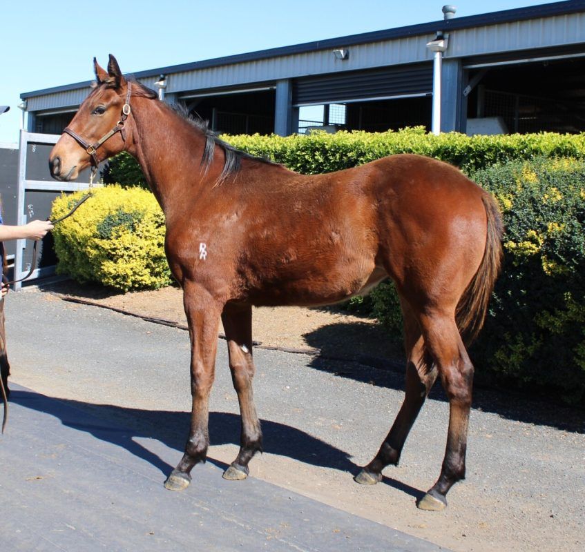 Dracarys – Ahika filly 2025