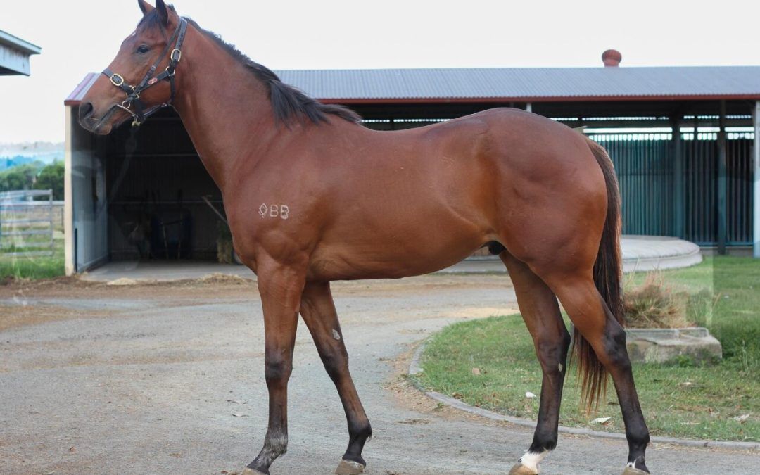 Profiteer – Lips ‘n Hips Colt 2023