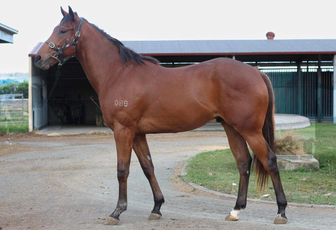 Profiteer – Lips ‘n Hips Colt 2023