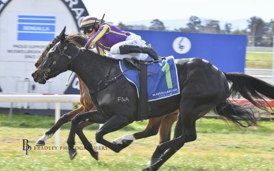 Mabel rewarded at Muswellbrook