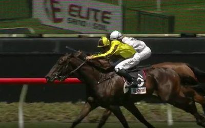 Cuban Cigar arrives in time