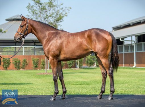 Dundeel X Varsity Blues