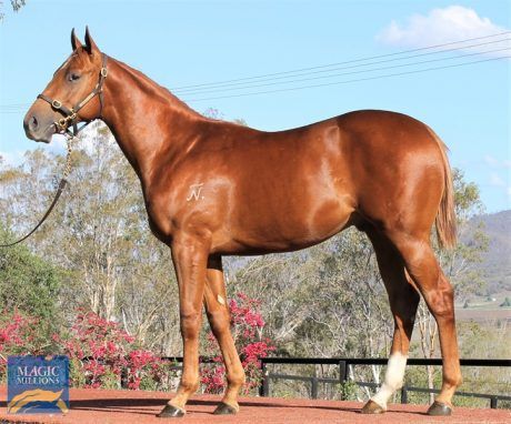 Zoustar X Widow's Walk