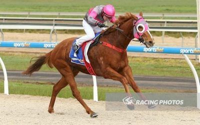 Magnus Equus salutes at Ballarat