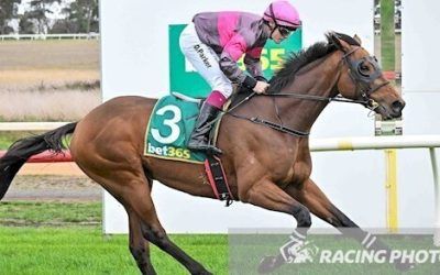 9yo Field of Lights a winner at Hamilton