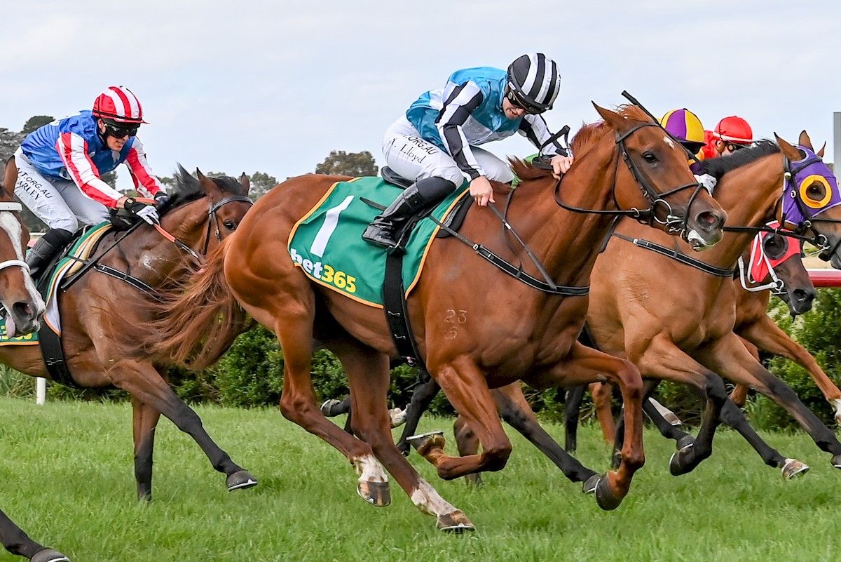 Back to Back wins for The Mockingbird - Wilde Racing