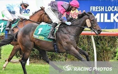 Big Rooster Breaks His Maiden at Terang