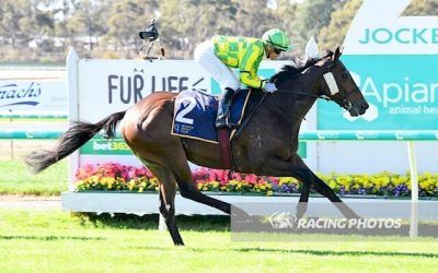 Darkbonee impresses at Bendigo