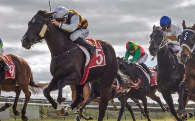 Bellakai a winner at Murray Bridge