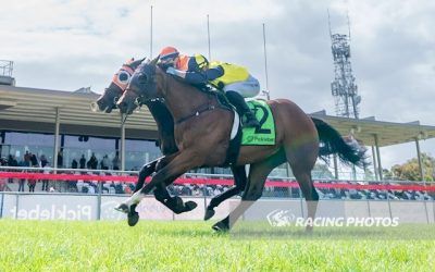 Dschingis Prestige Breaks Through in Australia