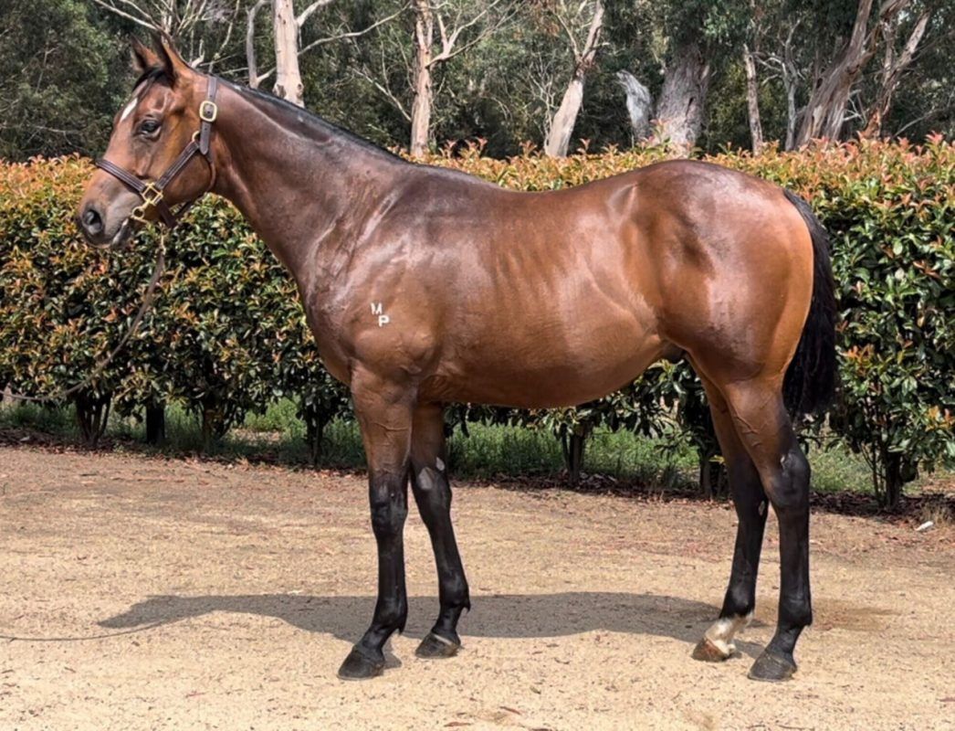 Pride Of Dubai X She’s Sirius