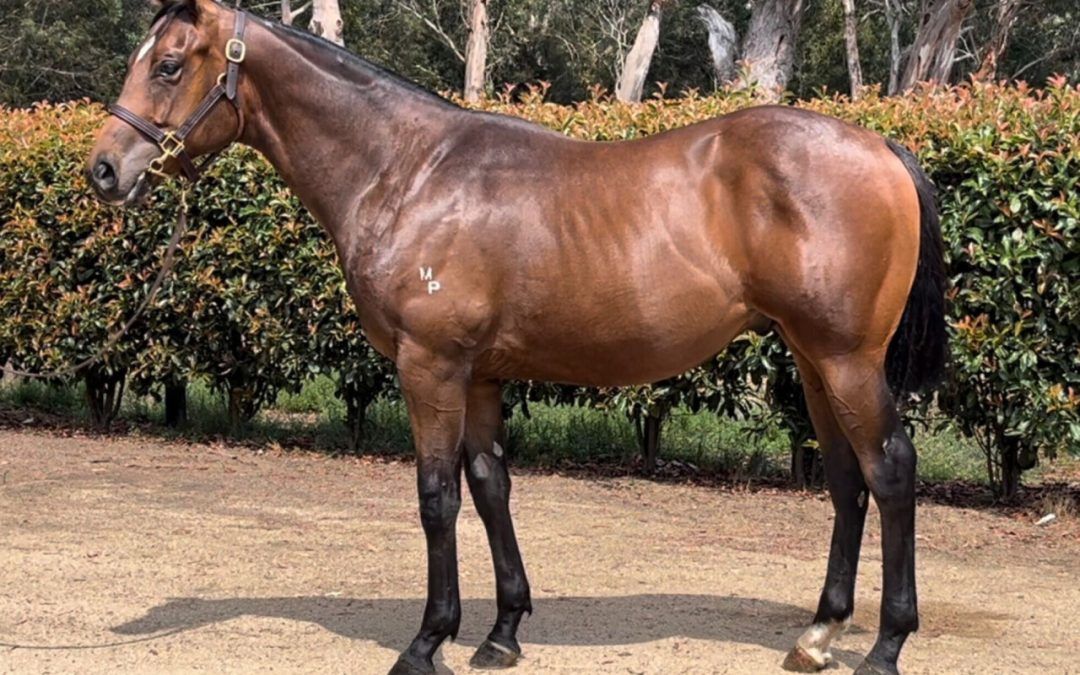Pride Of Dubai X She’s Sirius