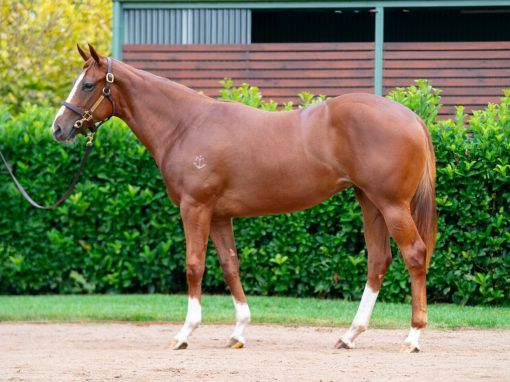 Un-named (Toronado - Swift Sis)