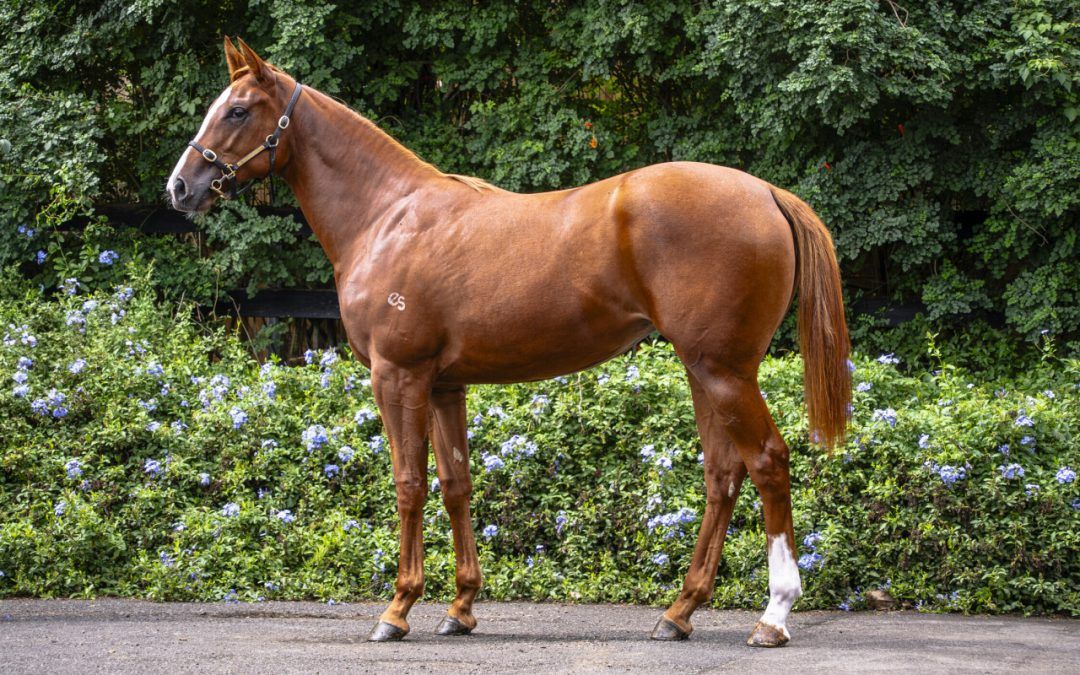 Un-named (Frankel – Dorothy Of Oz)