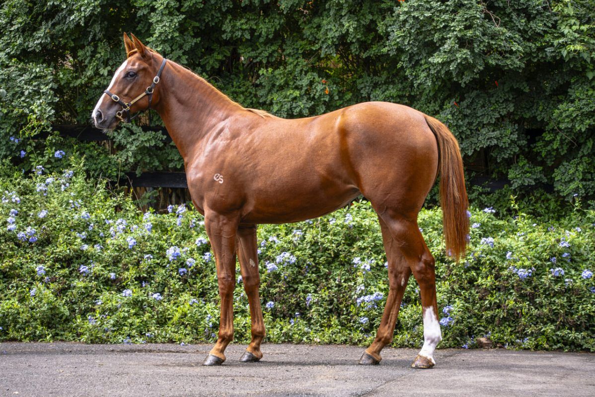 Un-named (Frankel – Dorothy Of Oz)