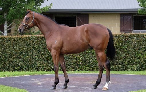 Un-named (Brave Smash - Avalon Girl)