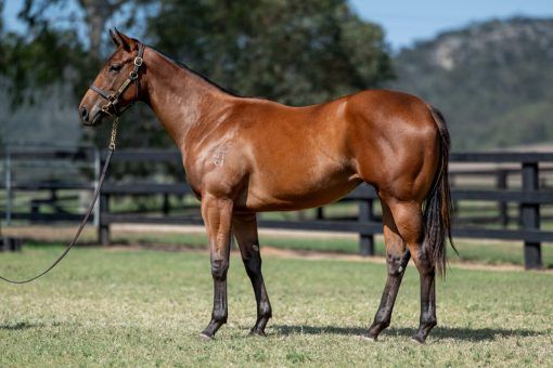 Un-named (Graff - Hot Royal)