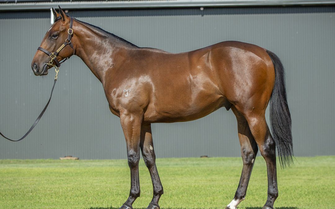 Un-named (Brave Smash – The Natural)