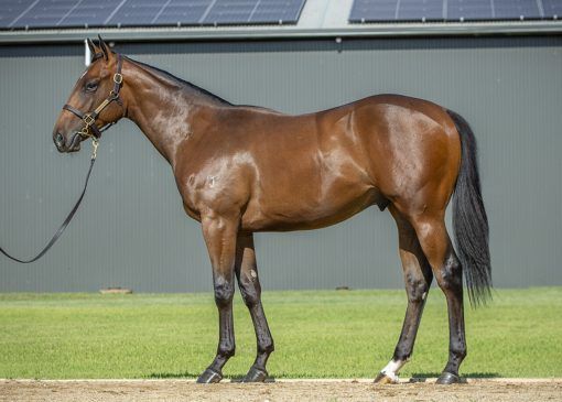 Un-named (Brave Smash - The Natural)