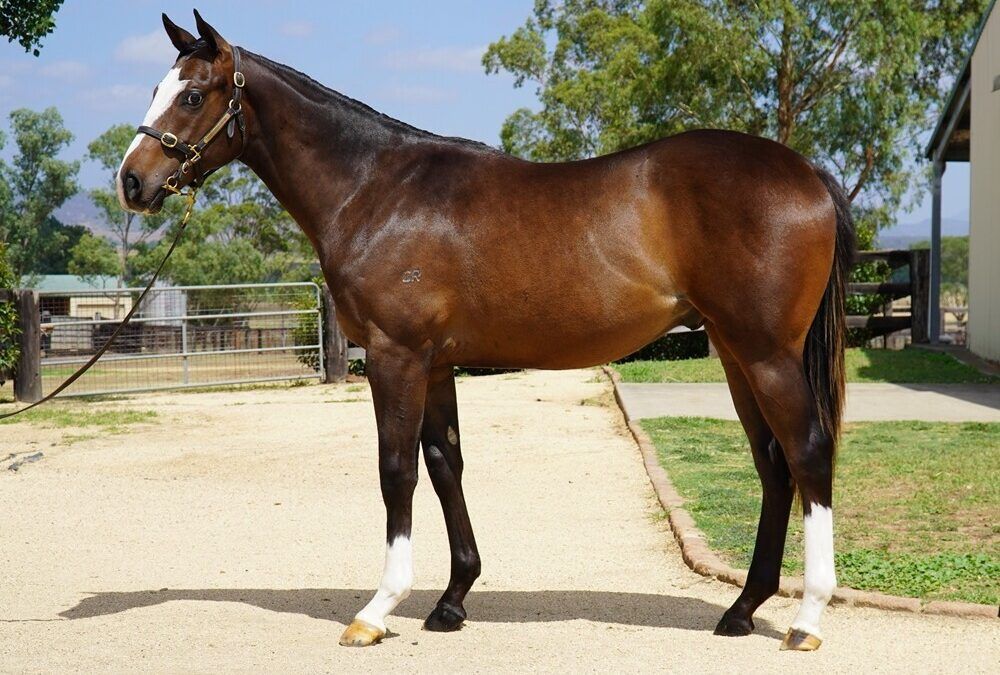 Un-named (Justify – Leather’n’lace)