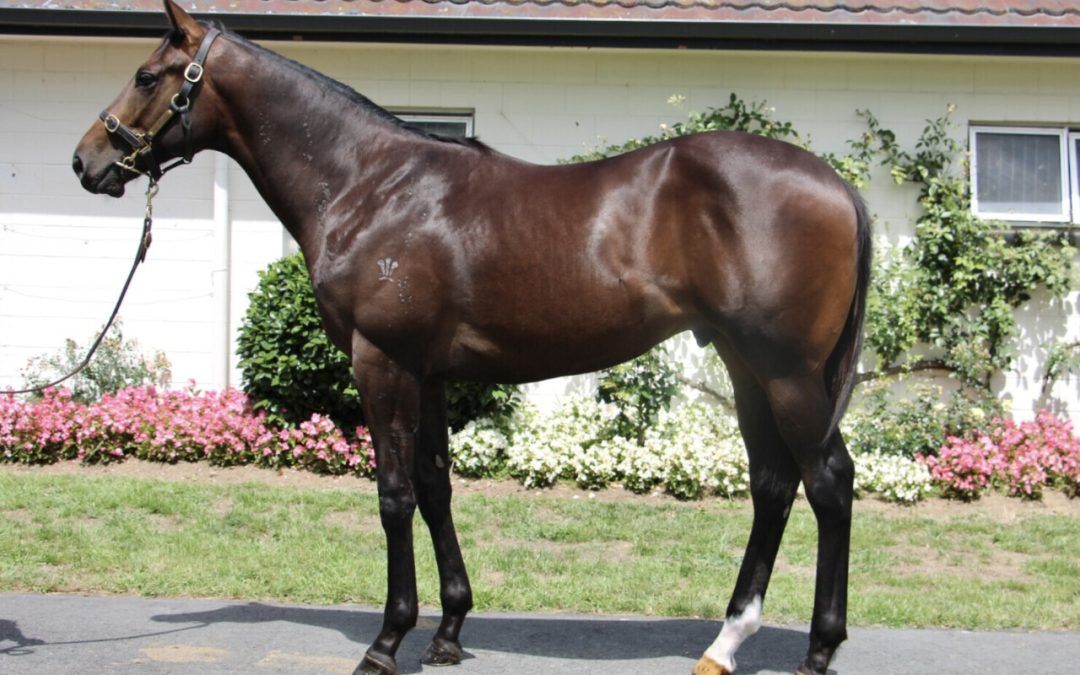 Un-named (Satono Aladdin – Lilahjay)