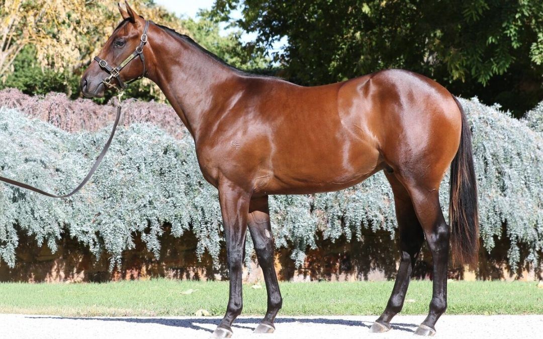 Un-named (Doubtland – Granada Star)