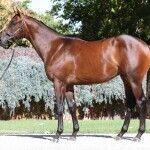 Un-named (Doubtland – Granada Star)