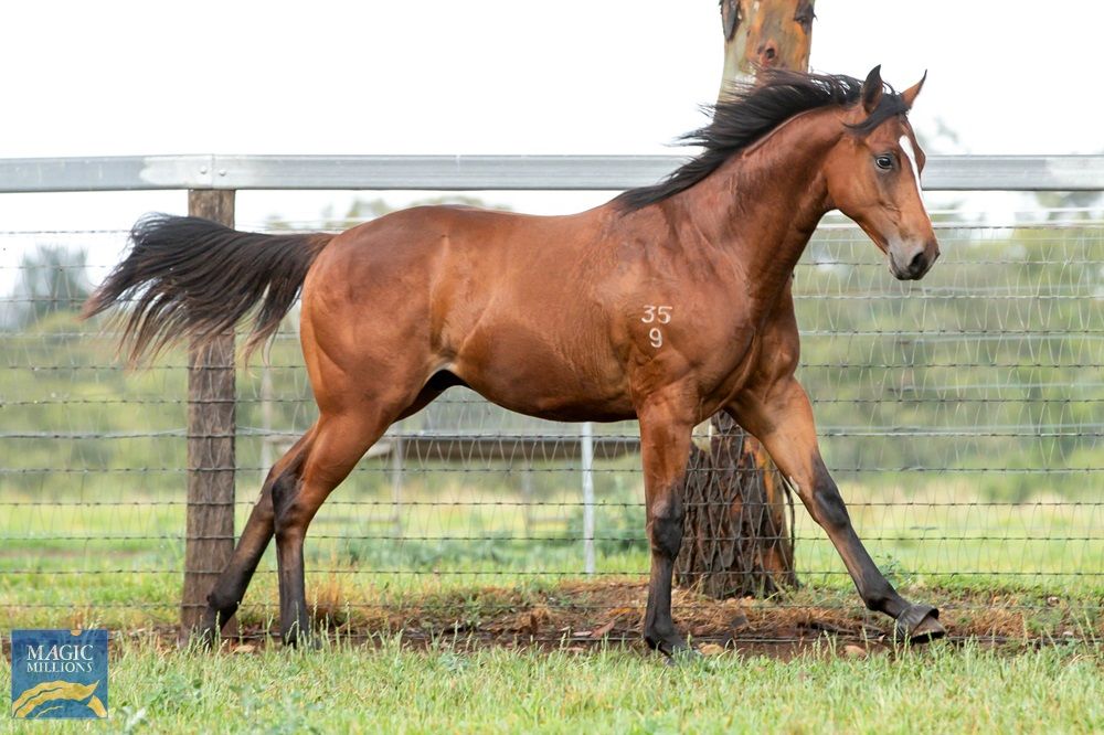 Magic Millions on the radar for McCall’s promising son of Pariah