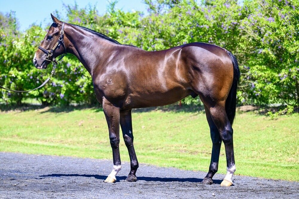 Barbaric – Dejanova Colt