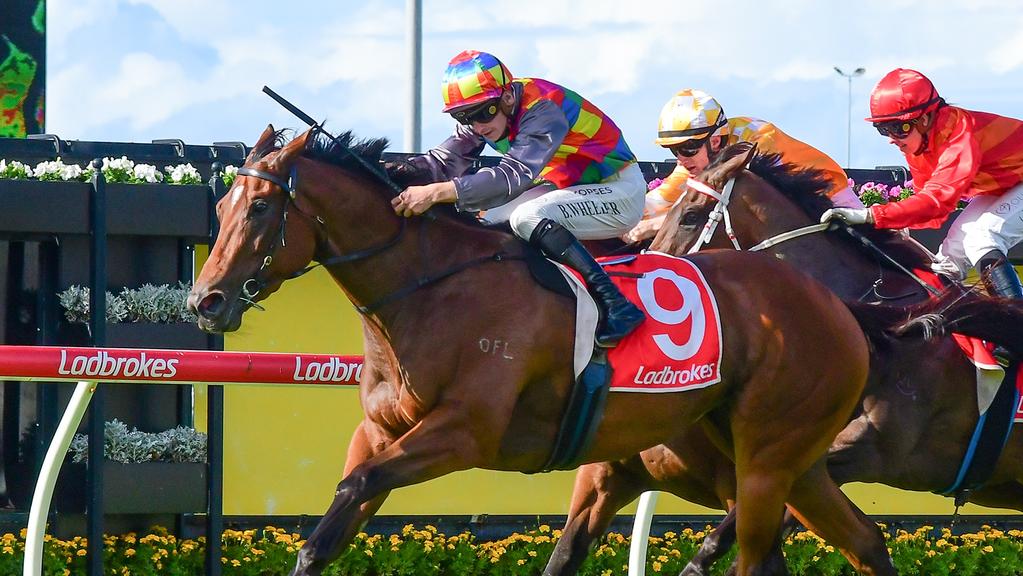 Tiger Shark finds winning bite to upset rivals in Mick Dittman Plate at Eagle Farm