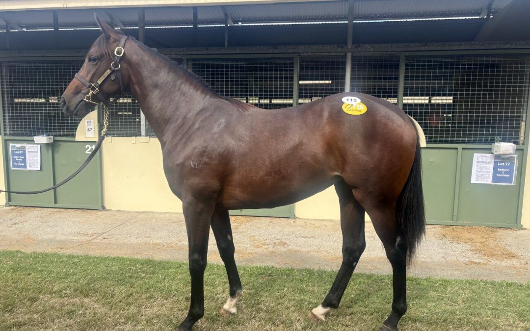 Aclaim – Arizona Rose Filly