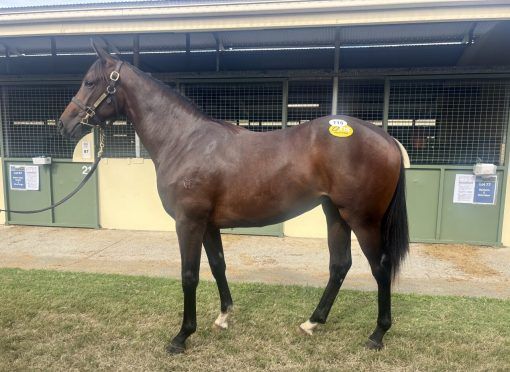 Aclaim - Arizona Rose Filly