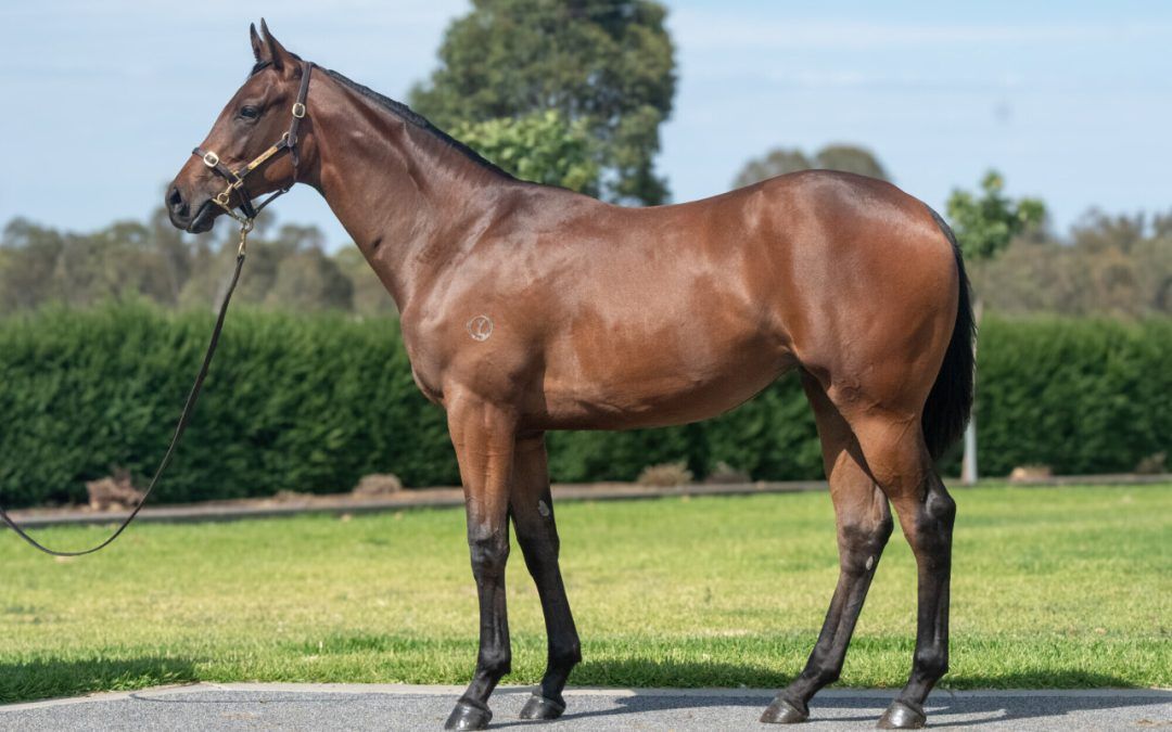 Pierata – Pageantry Filly