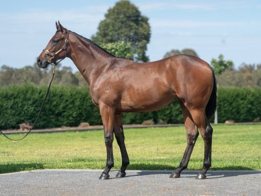 Pierata - Pageantry Filly