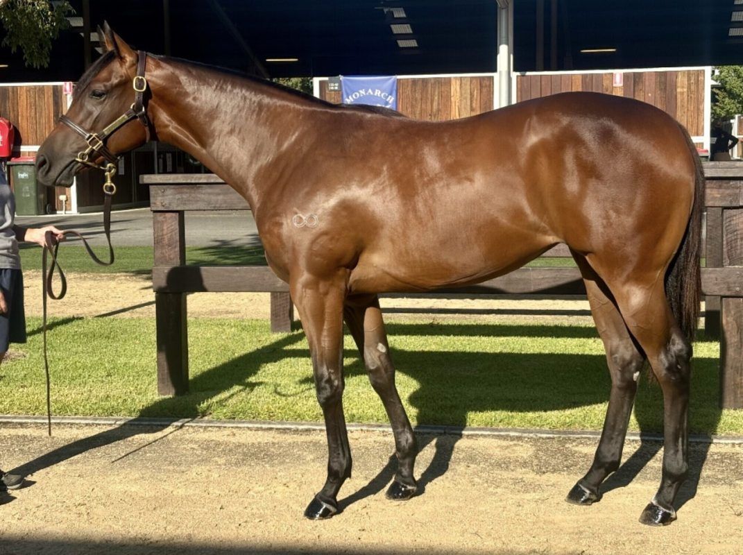 Harry Angel – Miss Trouble Maker Filly