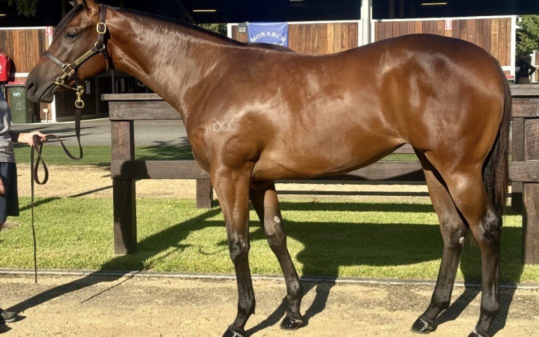 Harry Angel – Miss Trouble Maker Filly