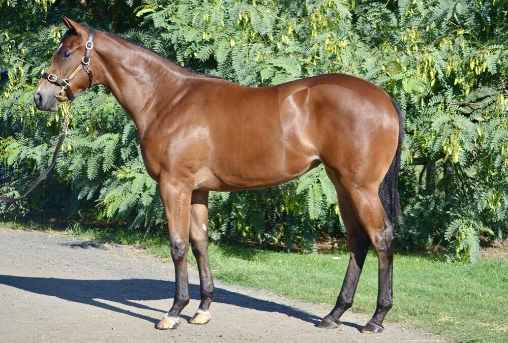 Better Than Ready – Miss Connie Filly