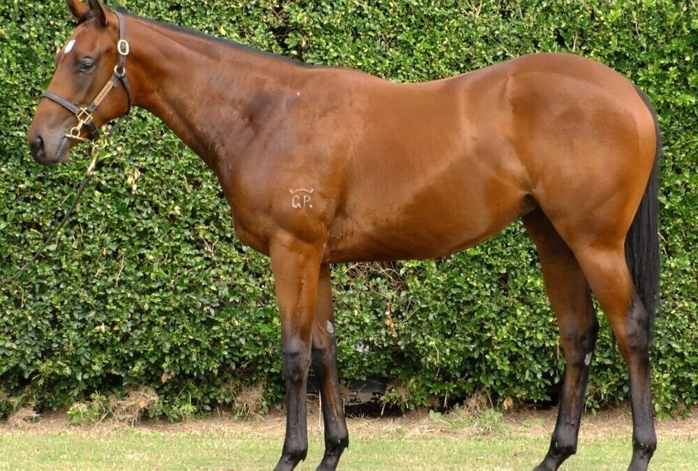 Wild Ruler – Plucky Girl Filly