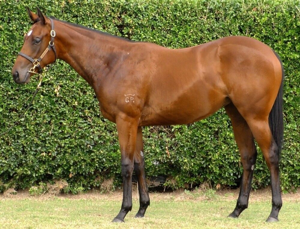 Wild Ruler – Plucky Girl Filly