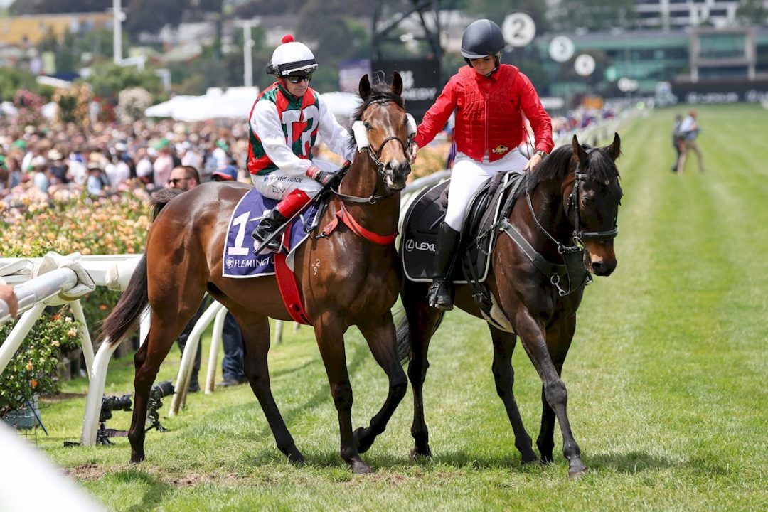 Shuriken on the way to the barriers prior to the running of the The Amanda Elliott at Flemington Racecourse on November 05, 2022 in Flemington, Australia. (Photo by George Sal/Racing Photos)