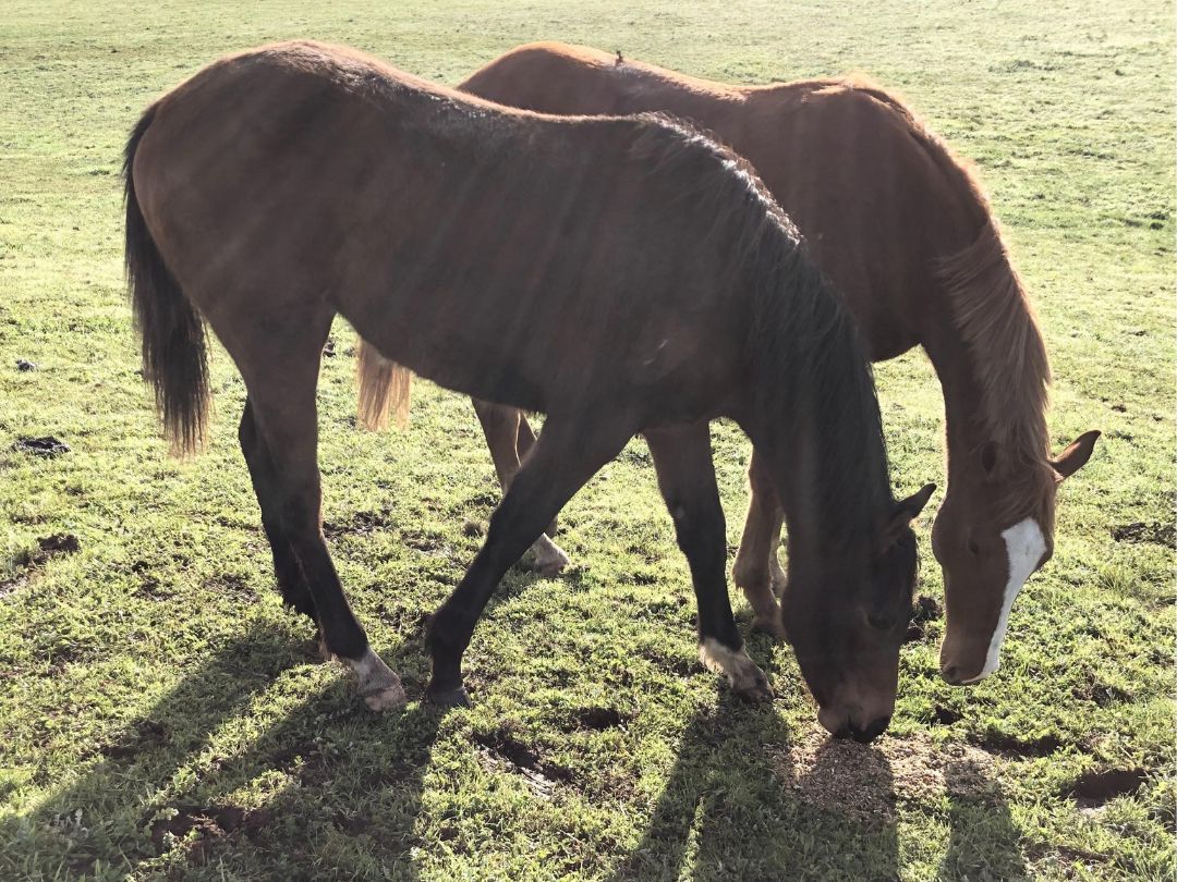 Tosen Stardom x Petroica thoroughbred weanling colt July 2020